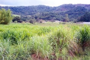 ScannedImage-3